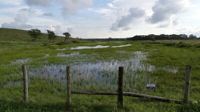 Marshland with wooden fence and trees