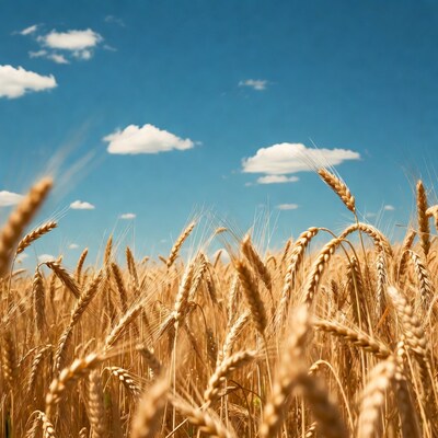 Wheat Field Under Blue Sky