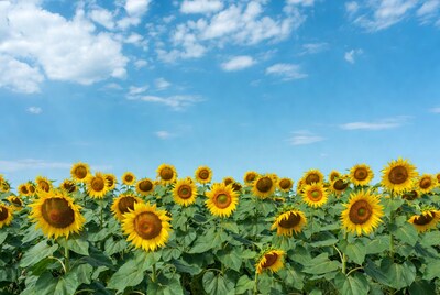 Sunflower Field Under Blue Sky