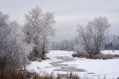 Frost-covered birch trees by frozen river