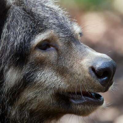 Close-up grizzly bear face