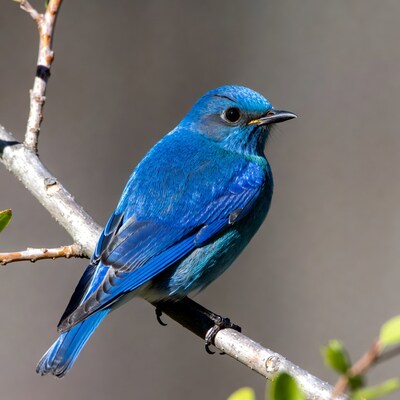 Blue bird perched on branch