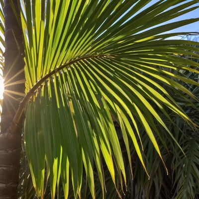 Palm Fronds with Sunlight
