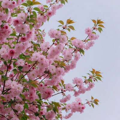 Pink Cherry Blossom Tree Branches