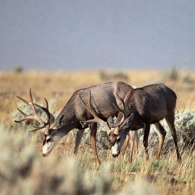 Two Mule Deer Bucks Grazing Grassland