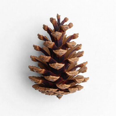 Pine Cone on White Background