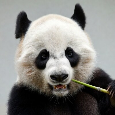 Panda eating bamboo
