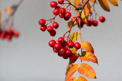 Red Mountain Ash Berries on Autumn Branch