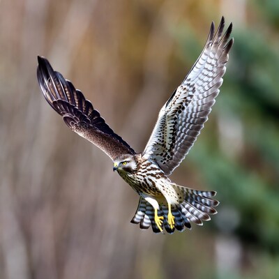 Red-tailed Hawk Flying in Flight