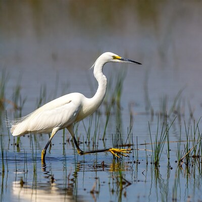 Snowy Egret wading in shallow water
