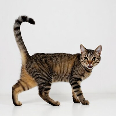 Tabby cat hissing on white background