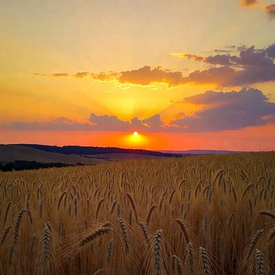 Sunset over wheat field