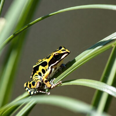 Poison Dart Frog on Green Leaf