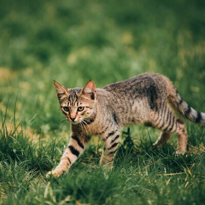 Tabby kitten walking in green grass