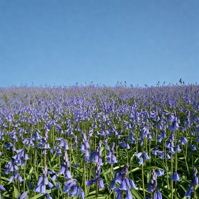 Bluebell Field Under Clear Blue Sky