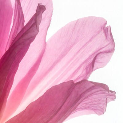 Pink Hibiscus Flower Petals