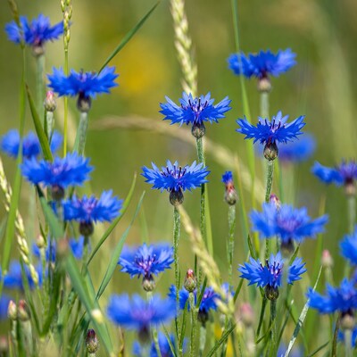Blue Cornflowers in Wheat Field