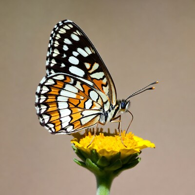 Orange Butterfly on Yellow Flower