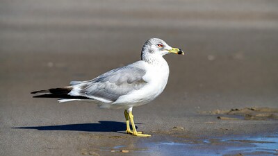Gull standing on beach sand