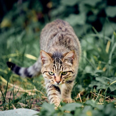 Tabby kitten stalking in green grass