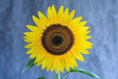 Sunflower on blue background