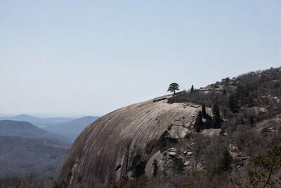 Lone Pine Tree on Stone Mountain