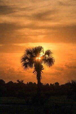 Silhouetted Palm Tree at Sunset
