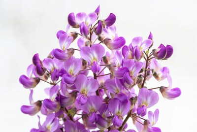 Purple Wisteria Flowers on White Background