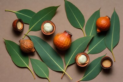 Macadamia Nuts with Eucalyptus Leaves