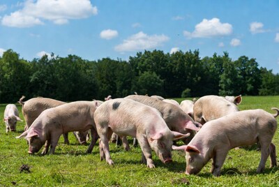Herd of pigs grazing in green field