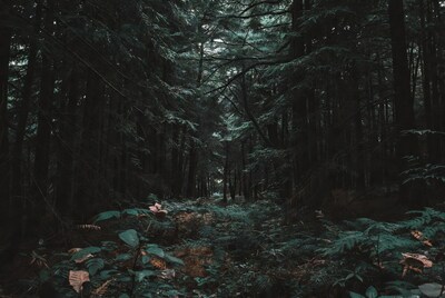 Dark Forest Path with Tall Evergreens