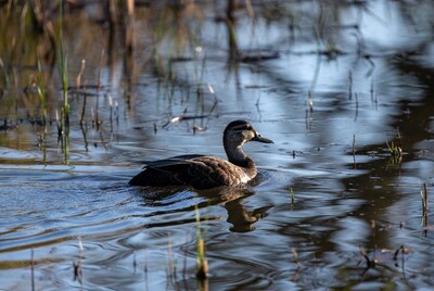Pintail duck swimming in marsh water