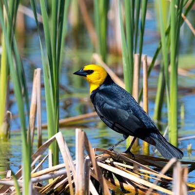Yellow-headed Blackbird in marsh reeds