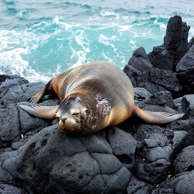 Sleeping sea lion on black rocks