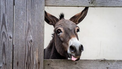 Donkey sticking tongue out through fence