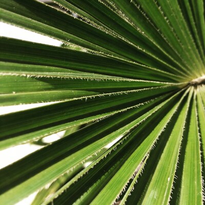 Close-up green palm fronds