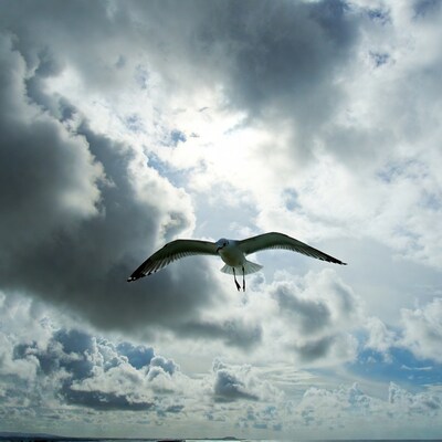 Seagull flying over stormy ocean clouds