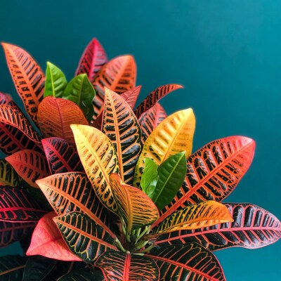 Colorful Croton Plant Leaves