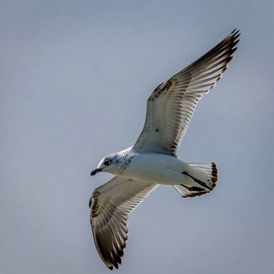 Seagull flying in blue sky