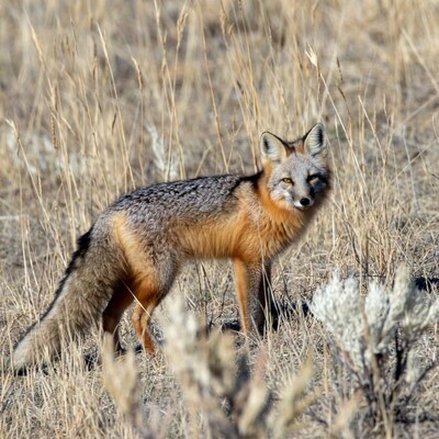 Swift fox in dry grass