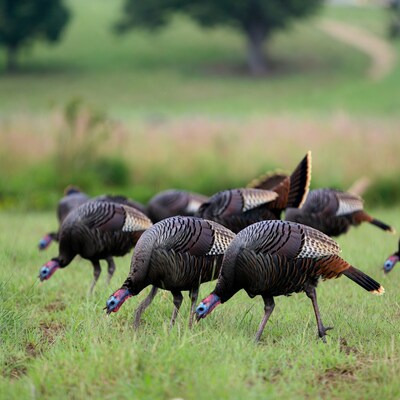 Wild Turkeys Foraging in Green Grass