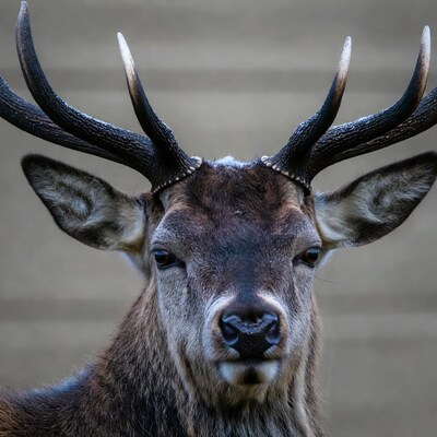 Red deer stag with large antlers