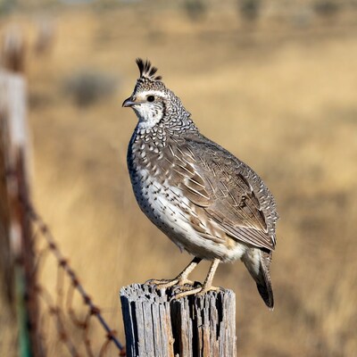 Gambel's Quail on wooden fence post