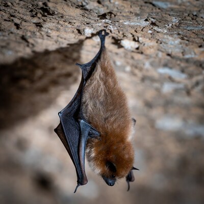 Brown bat hanging on cave rock