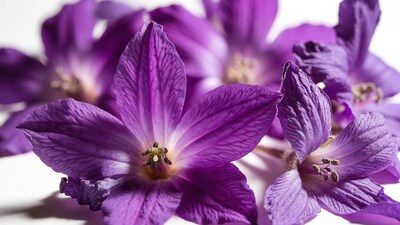 Purple Flowers on White Background