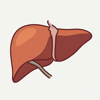 Cartoon Human Liver Illustration