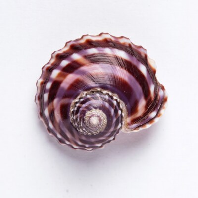 Striped Purple Seashell on White