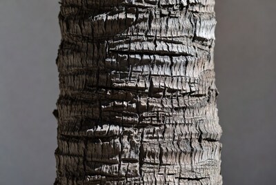 Palm Tree Trunk Texture