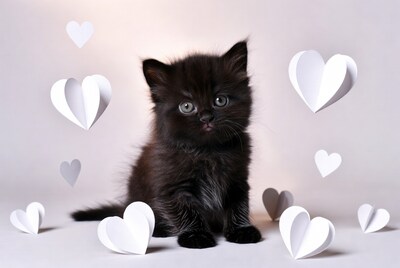 Black kitten with paper hearts