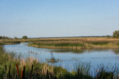 Reed-lined River in Marshland